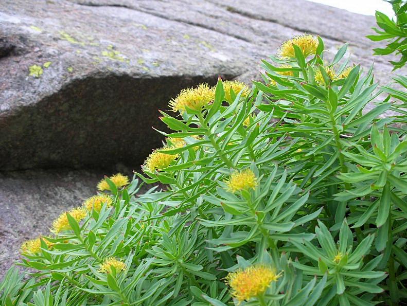 Rhodiola rosea / Rodiola rosea